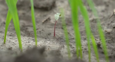 ELEDURA herbicidas: Lukšių ŽŪB patirtis